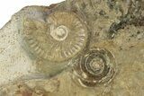 Jurassic Ammonite (Graphoceras) Fossil - Dorset, England #211759-1